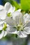 Vertical detailed botanical flower with sunlit macro cherry florets