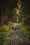 Vertical distant view of two kids walking on a long path in a forest