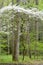 Vertical - Dogwood Blooms hang over the landscape in the Smokies.