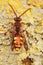 Vertical dorsal closeup on the colorful red and yellow Panzer's Nomad cuckoo bee, Nomada panzeri