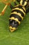 Vertical dorsal closeup on a European paper wasp, Polistes dominulus, parasited by a Xenos vesparum, Strepsiptera