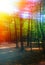 Vertical dramatic sunset forest landscape background