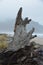 Vertical driftwood at Cape Meares on the Oregon Coast