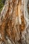 Vertical driftwood stump with orange fragments inside, Flagstaff