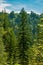 Vertical drone shot of lush tall trees in a forest