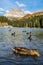 VERTICAL: Duck dips beak into tranquil refreshing water of Lago di Misurina