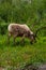 Vertical of a Eurasian Tundra Reindeer, Rangifer tarandus tarandus grazing on green grass