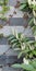 Vertical evergreen laurel branches white racemes of inflorescence,green brown ivy shoots on gray white brick stone wall