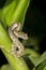 Vertical Eyelash Pit Viper on Branch in Nighttime Jungle