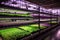Vertical farming technology Microgreens grow under LED lights. Indoor racks full of greens vertically. Ai, Ai Generated