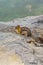 vertical fat little chipmunk sits in the fog along the edges of alpine meadow