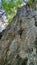 VERTICAL: Female rock climber scales a steep wall with top rope technique.