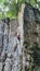 VERTICAL: Female tourist rock climbing in quiet woods on a sunny summer day.