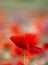 Vertical of a field of English wildflowers and poppies in the Oxfordshire countryside.