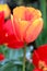 Vertical file of an orange and yellow tulip flower in focus with other red and yellow tulips in back.