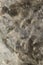Vertical filled frame close up macro shot of a brown, beige, white mineral salt lick stone intended for feeding wild boars in a
