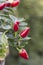 Vertical filled frame close up macro shot of an isolated bunch of red hot spicy paprika chili peppers on a branch with green