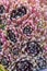 Vertical filled frame top view close up wallpaper macro shot of a bunch of purple, red, pink sempervivum arachnoideum cobweb