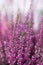 Vertical floral background with blossoming Heather flowers common known as Callluna Vulgarus with light bokeh effect