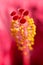 Vertical floral blurred background Hibiskus red flower