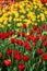 Vertical Flowering Bed of Tulips