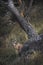 Vertical focus shot of  a feral goat in a forest