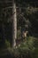 Vertical focus shot of  a feral goat in a forest