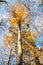 Vertical focused beech trunk and blurred colorful autumn treetop