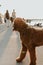 Vertical focused shot of a brown labradoodle on a leash walking near a dock