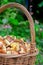 Vertical format of basket full of lots of unpeeled wild cut eadible butter mushrooms. Seasonal autumn