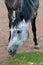 Vertical format photo of dappled spotted horse with thin legs stepping freely and eating green summer grass