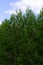 Vertical format photo of evergreen pine trees on blue summer