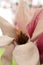 Vertical format of a Saucer Magnolia tree blossom