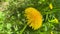 Vertical format video. Yellow sunny dandelion in green grass close-up. Appeasement, summer background