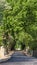 Vertical frame Abundant green leaves of towering trees forming a canopy over a sunlit road