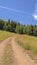 Vertical frame Hiking trails amid grasses on a mountain in Park City Utah during off season