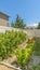 Vertical frame Vegetables growing on the yard of a home with blue sky overhead on a sunny day