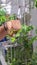 Vertical frame Yellow and brown butterfly on the finger of a caucasian male inside a greenhouse