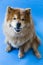 Vertical frontal view of beautiful purebred red chow chow sitting