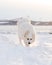 Vertical frontal view of gorgeous back lit Pyrenean Mountain Dog standing in fresh snow on the St. Lawrence River shore