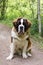 Vertical frontal view of huge young unleashed male St. Bernard dog sitting with friendly expression