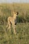 A vertical full body portrait of an adult cheetah with amber eyes walking in tall green grass in Masai Mara Kenya