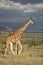 Vertical full body portrait of adult reticulated giraffe walking in grassy plains of Ol Pajeta with dark thunderstorm sky in