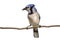 Vertical full length view of bluejay on a branch