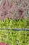 Vertical garden, green and red brown plants growing on wall back