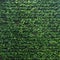 Vertical garden lush green wall pattern surface texture. Close-up of exterior natural material for design decoration background