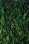 Vertical garden nature backdrop, living green wall of devil`s ivy, ferns, philodendron, peperomia, inch plant and various types o