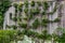 Vertical garden with pear tree