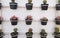 vertical garden of several type of tiny cactus on black pots hanging on white wall viewed from normal perspective