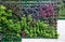 Vertical garden wall background variety of plants